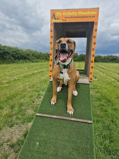 Developing Dogs Activity Meadows - Visual