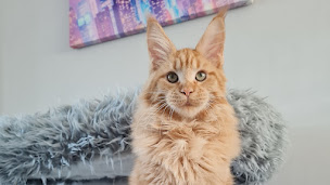 Photo n°1 de Élevage maine coon , chatterie du wind of coon à Escaudoeuvres (Éleveur)