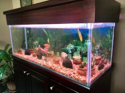 Photos of Acuario Aquasol, Mobiliarios