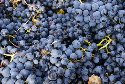 Cantine Campana - Thumbnail