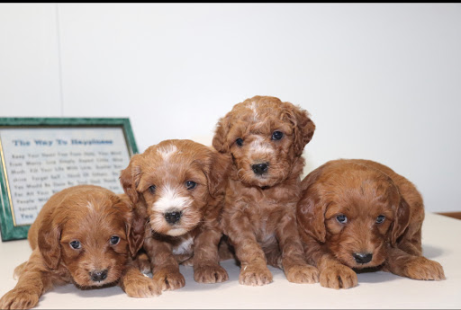 Maple Valley Puppies Gallery - United States