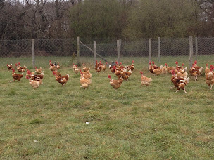 Photo n°1 de Ferme des Rochelles à Saint-Domineuc (Élevage de volailles)