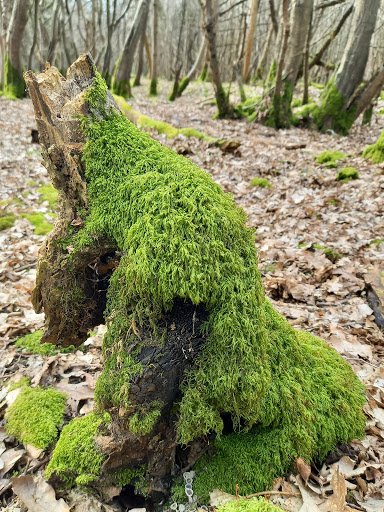 Orlestone Forest - Visual