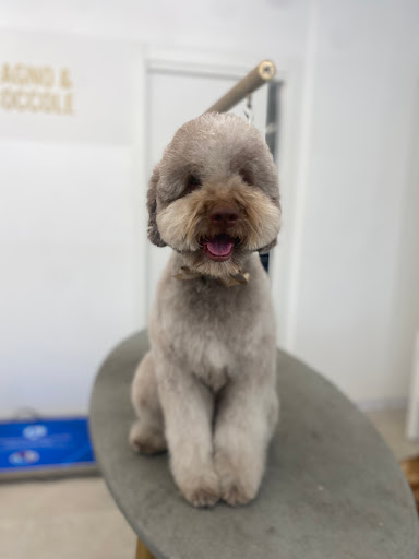 Toelettatura FELLOWS Dogs Boutique Brescia Gallery - Italy