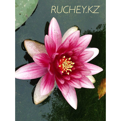 Photos of Ландшафтный дизайн Ruchey.kz