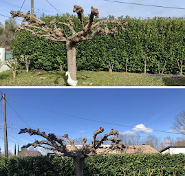 Photo n°24 de jardin clean 82 à Septfonds (Jardinier)