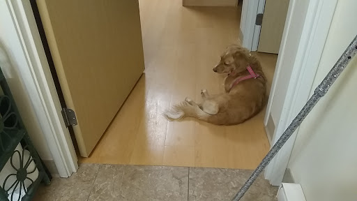 Gentle Paws Pet Grooming - Thumbnail