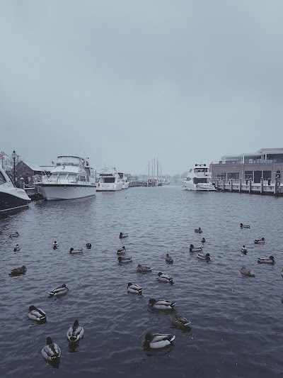 Annapolis Dock