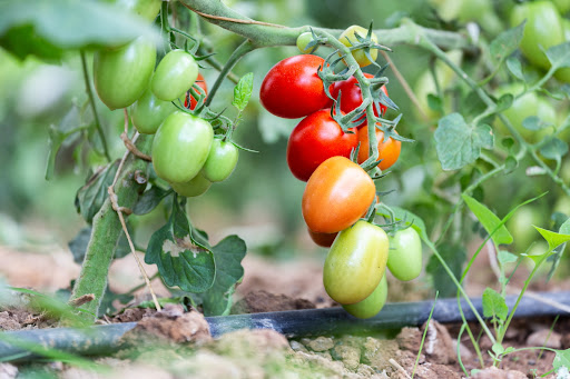 Centro Distribuzione Ortofrutta F.lli Setzu