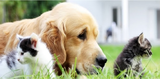 Hartland Animal Hospital: Shaughnessy Maureen DVM
