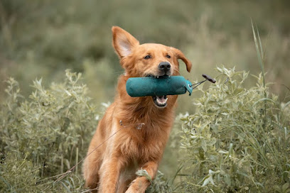 Verbindung Hund Hundetraining Ida Weber