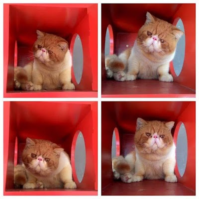 Photos of Nekooiji Petshop