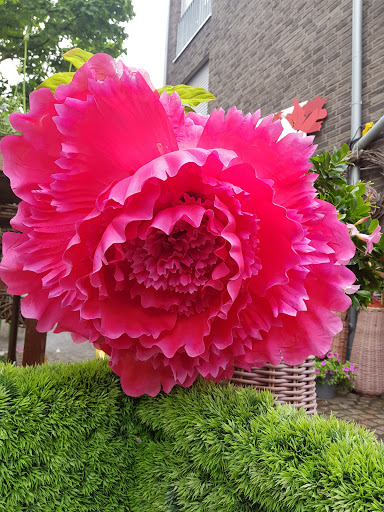 Klatschmohn - Thumbnail