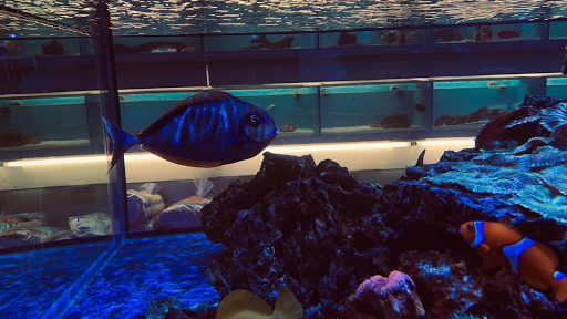 Salty Fish Aquariums - Thumbnail