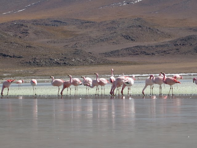 Laguna Colorada