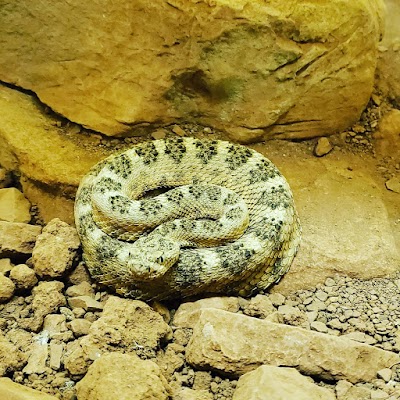 Rattlesnake Museum & Gift Shop