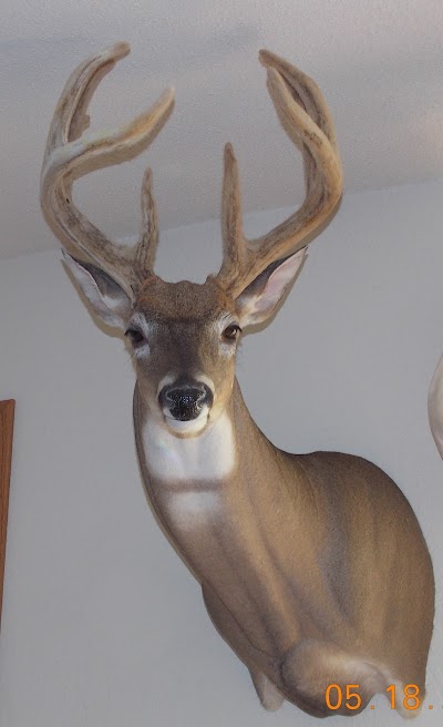 NORTH ANTLER TAXIDERMY