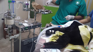 Veterinaria Dr. Silvestre 1