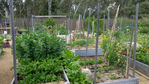 Lochiel Park Community Garden - Thumbnail