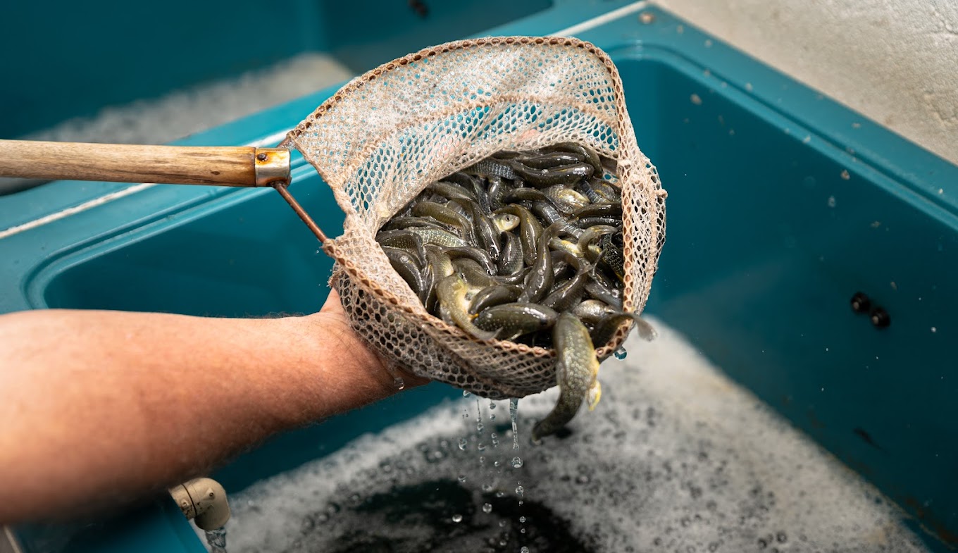 Live bait for sale at Scoots Liquor store