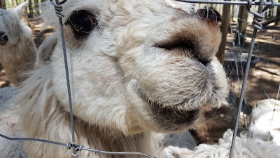 Photos of Shalom Wildlife Zoo