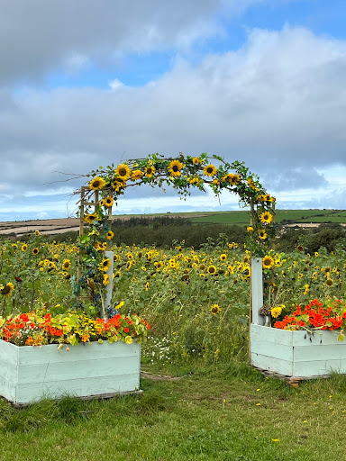 Pembrokeshire Sunflowers Gallery - United Kingdom