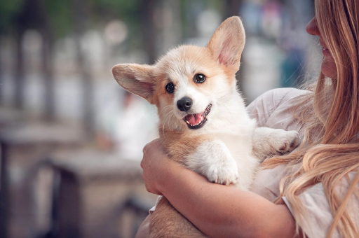 Veterinaria queretaro