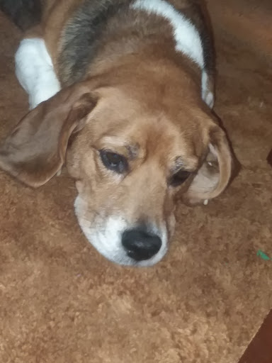 Jackson County Animal Services Gallery - United States