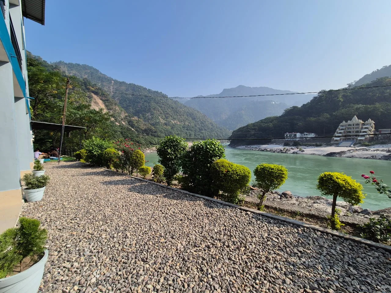 Himalayan Tree on the Ganges, Rishikesh