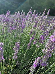 Photo n°13 de Camping de Trente Pas à Saint-Ferréol-Trente-Pas (Camping avec cabanes)