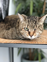 Photo n°5 de Clinique Vétérinaire L'Arche de Noe à Beauzelle (Vétérinaire)