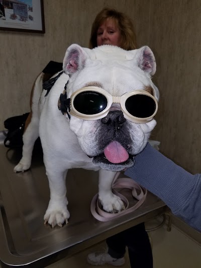 veterinary-care