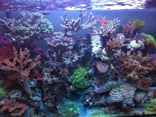 CORALDREAM - Visual