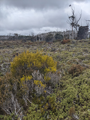 Moorland Mosiac - Thumbnail