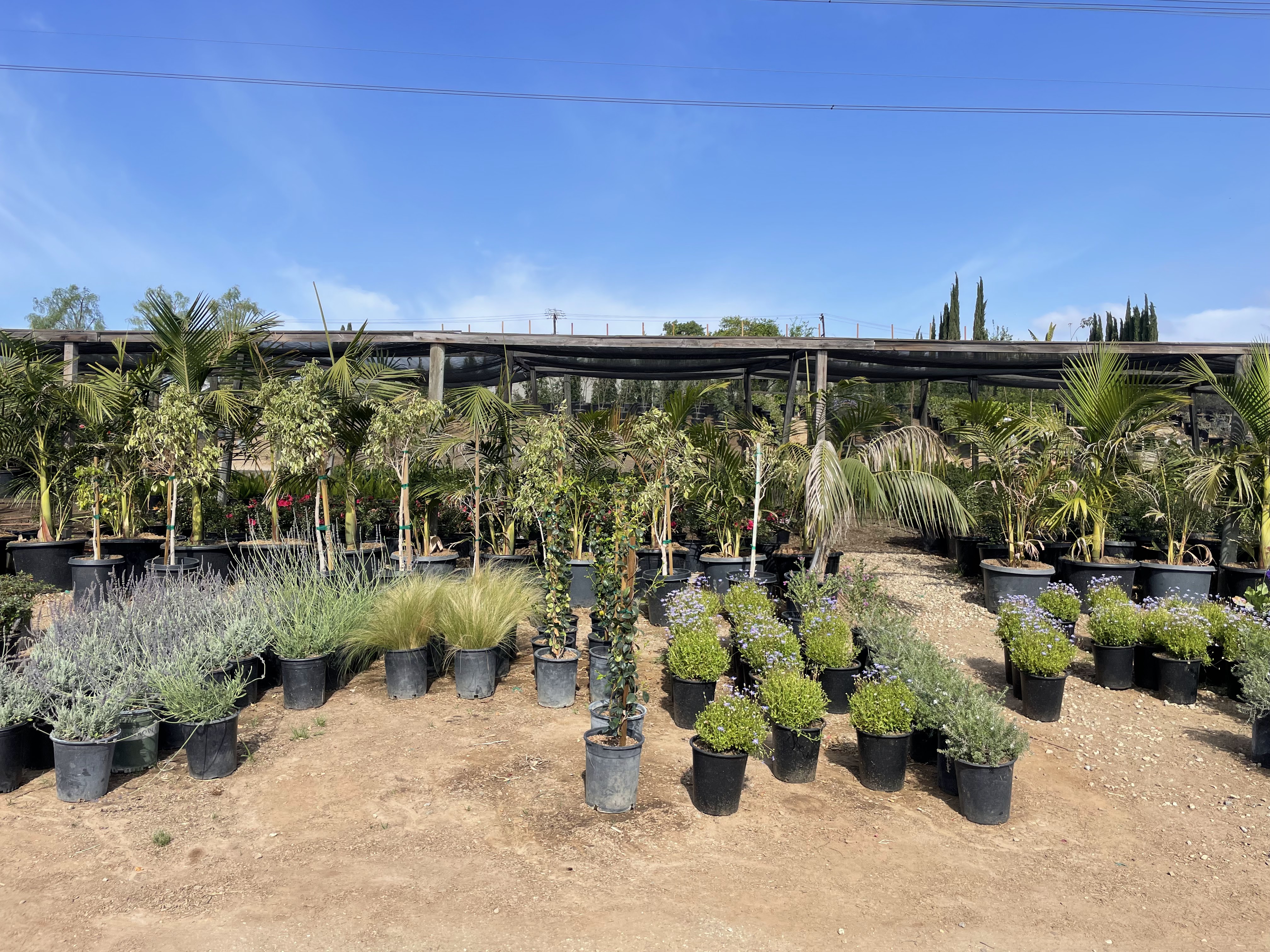 Carreon Nursery