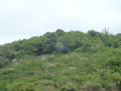 Photos of Great Bird Island