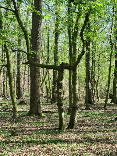 Cappenberger Wald
