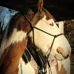 Photo n°13 de Domaine Pinsun à Laà-Mondrans (Éleveur de chevaux)