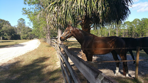 Proven Equine LLC - Thumbnail