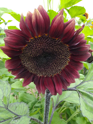 Fairview Berry and Flower Farm