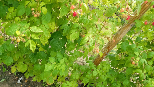 McLauchlans of Boxted fruit farm Open Times