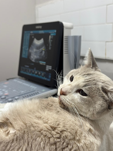 Hospital Veterinario González Guerrero