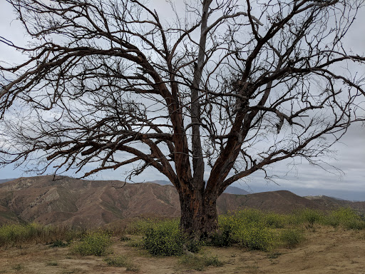 Two Trees - Visual