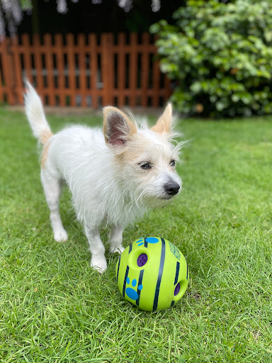 Nottingham Pet Care - Thumbnail