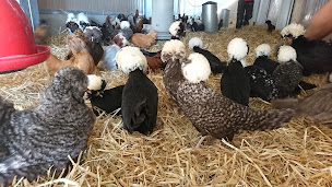 Photo n°3 de Sarl Couvoir Comtois à Flagey (Élevage de volailles)