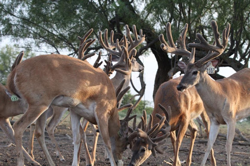 Billy Buck's Deer Sales