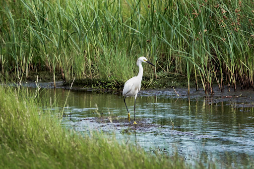 Marsh Trail - Visual