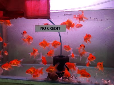 Photos of Aquarium R