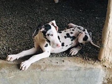🐕 Great dane male puppy available in indore mp. post image