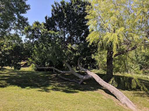 Tree Line Park - Visual